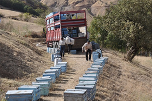 Arıcılar Sıcak Bölgelere Gidiyor