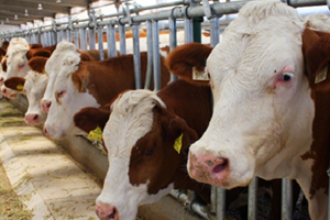 Damızlık Düve Yetiştiriciliği Desteği Koşulları Açıklandı