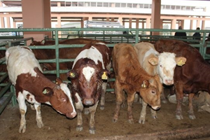 Destekler Kapsamında 234 Hayvan Hibe Edildi