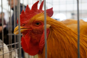 Ötüşünden Çok Fiyatıyla Dikkat Çekti!