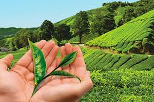 Yaş Çay Üreticilerine Fark Ödemesi Desteği!