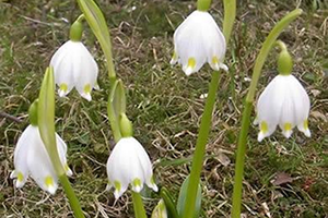 Doğal Çiçek Soğanlarının 2017 Yılı İhracat Listesi