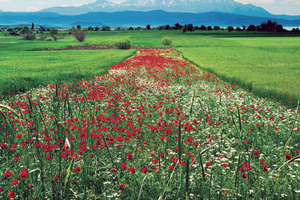 Bitkilerin Sağlığını `Yerli Ajan` Koruyacak