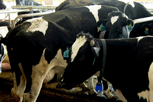 Cinsiyeti Tayin Edilmiş Spermalarla Karlılık Arttırılacak