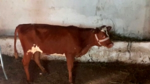 Genç Çiftçilere Hayvanları Dağıtıldı