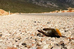 Kuşlar İçin Büyük Tehdit