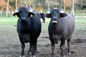 Manda Bakımından Türkiye`nin Dünyadaki Yeri
