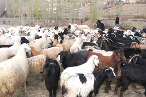 Muş`ta Küçükbaş Hayvan Tespitleri Devam Ediyor