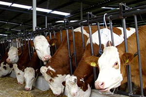 Devrekani`ye Damızlık Üretim Merkezi Kurulacak