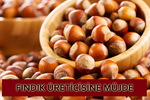 Fındık Destek Ödemeleri Mart Ayında Yapılacak