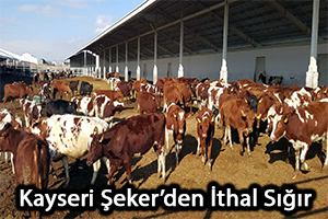 Kayseri Şeker`den İthal Sığır