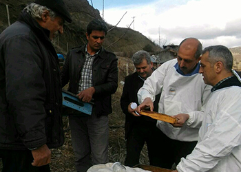 Arı Ölümlerinin Nedeni Araştırılıyor