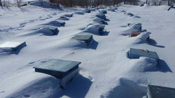 Arıların Karla Mücadelesi