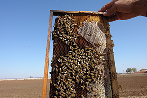 Arıcılara Müjdeli Haber