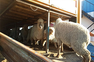 Genç Çiftçilere Koyun Desteği