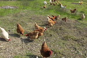 Gezen Tavuk Yumurtalarına İlgi Büyüyor