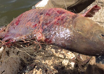 Kuş Cenneti`nde Ürküten Tablo