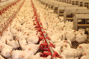 Kanatlı Etindeki İhracat Artışı Üretimi de Çift Haneli Büyüttü