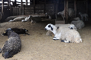 Şüpheli Hayvan Ölümleri  Besicileri Korkutuyor