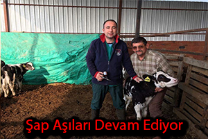 Şap Aşıları Devam Ediyor