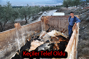 Gübre Yiyen Keçiler Telef Oldu