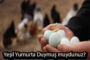Yeşil Yumurta Yoğun Talep Görüyor