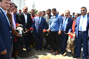 Üreticilere 910 Damızlık Kıl Keçisi Tekesi Dağıtıldı