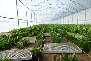 Üreticiye Hibeli Sera Desteği