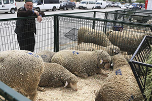 Başkentin Ortasında Çiftlik Kuruldu
