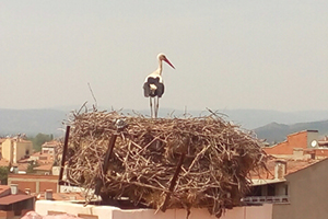 Sındırgı` nın Leyleklerine Üniversite Güvencesi