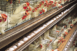 Yumurta Üretimi Yüzde 7.4 Arttı