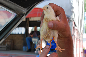 4 Bacaklı Civciv Görenleri Şaşırtıyor