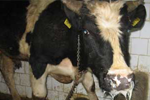 `Şap` Uyarısı Geldi