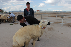 Ak Karaman Cinsi Koç Dağıtıldı