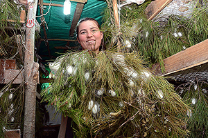 İpek Böceği Yetiştiricilerini Hasat Heyecanı Sardı
