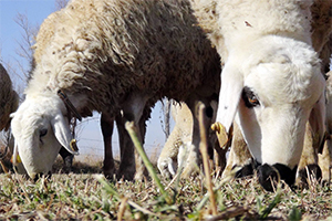 Küçükbaş Hayvancılık Teşvikle Büyüyor