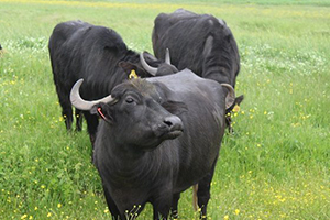 Damızlık Manda Düvesi Yetiştiriciliğine Hibe Desteği