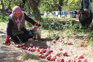 Niğde Her Yıl Olduğu Gibi Bu Yıl da Mağdur