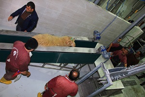 Modern Mezbaha İnşaları İle Hayvancılığa Büyük Destek