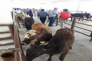 Genç Çiftçi Projesi İle Damızlık Düve Dağıtımı Yapıldı