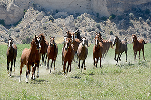 Şampiyon Atların Tayları Görücüye Çıkıyor