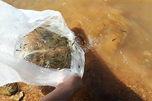 Denizli`de 122 Bin Sazan Su İle Buluşturuldu