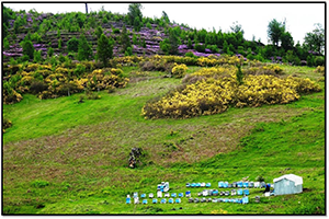 6. Bal Ormanı Kuruluyor