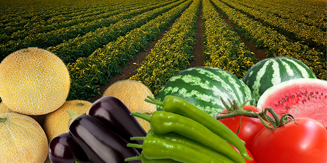 Hasat Zamanı Nasıl Belirlenir?