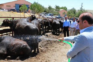 Üreticiye Damızlık Manda Dağıtıldı