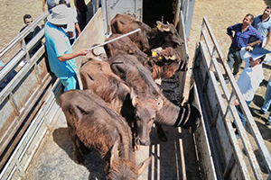 Genç Çiftçilere Manda Desteği