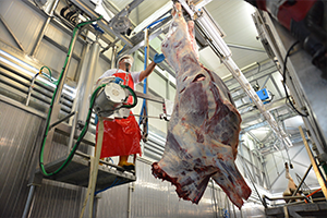 Büyükşehir`den Modern Mezbaha