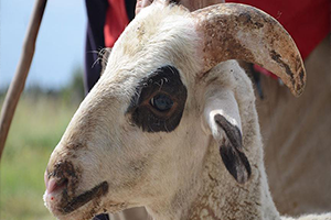 `Bakışları Canlı Kurbanlık Alın`