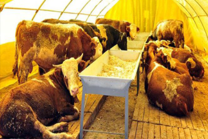 `Kurbanlıkların Kilosu 18 TL`den Başlıyor`