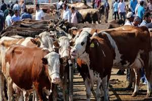 Kurbanda Kurallara Uymayanlara Ceza Yağacak